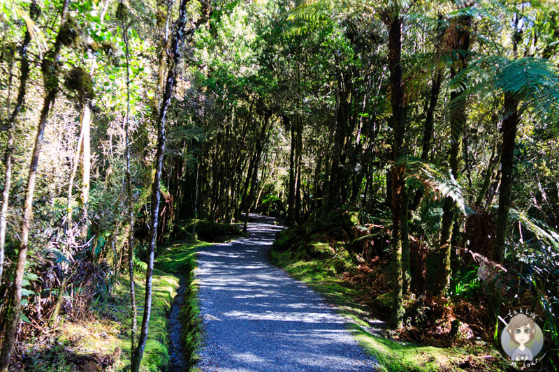 Lake Matheson Walk, West Coast