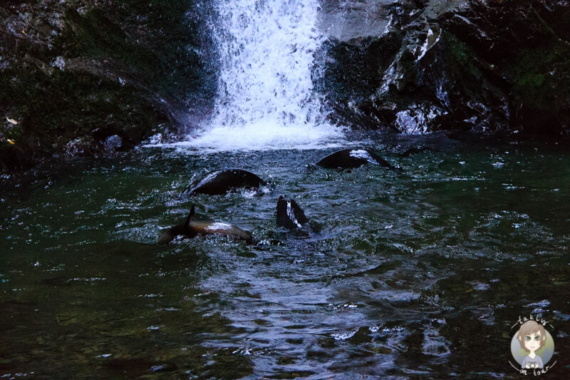 Seelöwen am Ohau Stream