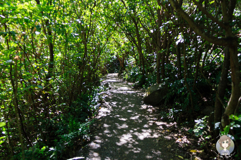 Ohau Stream Walk, Neuseeland