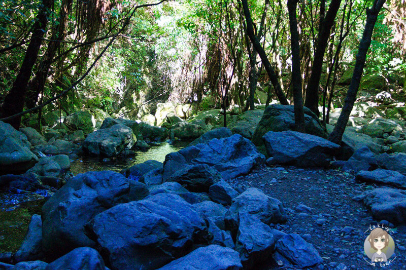 Der Ohau Stream mitten im Wald, Kaikoura, Neuseeland