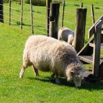 Schafe am Cape Farwell