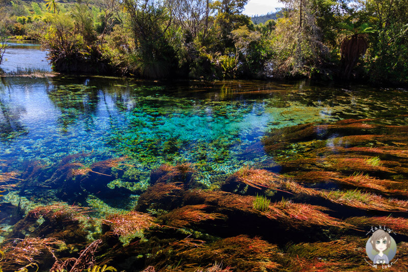 Pupu Springs im Abel Tasman National Park eine unserer Top Neuseeland Sehenswuerdigkeiten und Highlights