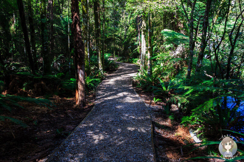 Walk zu den Pupu Springs