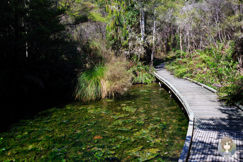 Schöner Walk bei den Te Waikoropupū Springs