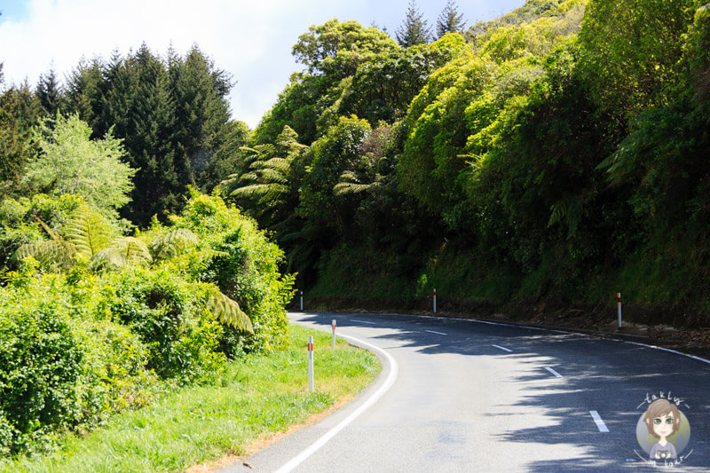 Fahrt über der Takaka Hill Highway, Abel Tasman National Park