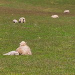 Schafe in Sotuhland, Neuseeland