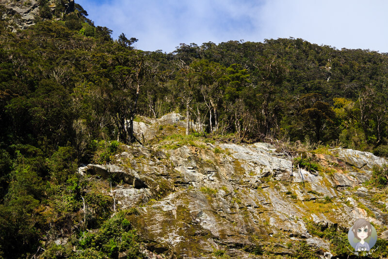 Die Natur am Milford Sound