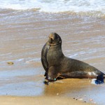 Ein Seelöwe in the Catlins