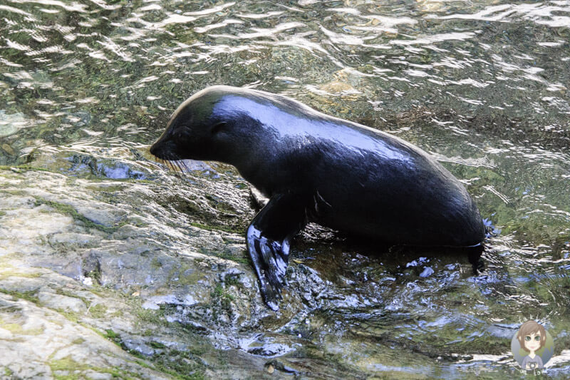 Seelöwe am Ohau Stream, Neuseeland