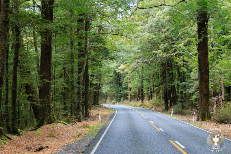 Fahrt durch den Fiordland National Park