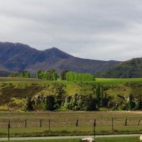 Schafe in Neuseeland