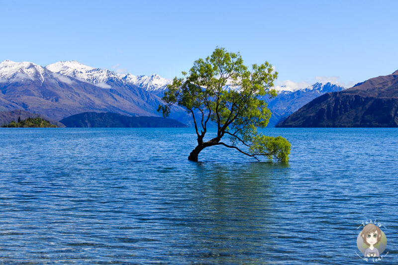 The lonely Tree, Lake Wanaka