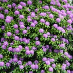 Blühende Blumen in Vancouver