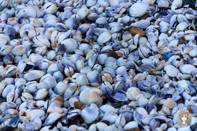 Muscheln in French Farm