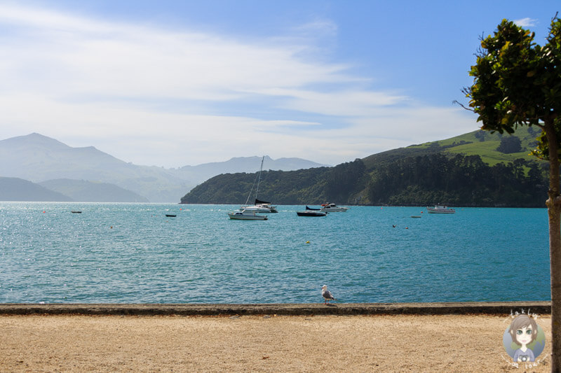 Ein toller Blick auf die Bucht vor Akaroa