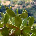 Ein Kaktus auf Mallorca
