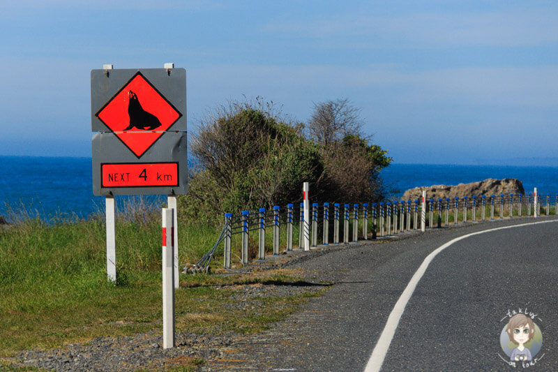 Vorsicht Seelöwen - ein Straßenschild an der Ostküste von Neuseeland