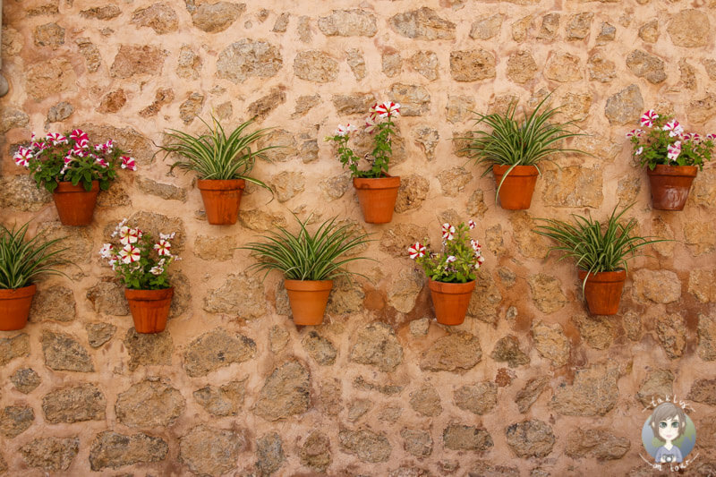 Blumen hängen an einer Hauswand in Valldemossa, Mallorca