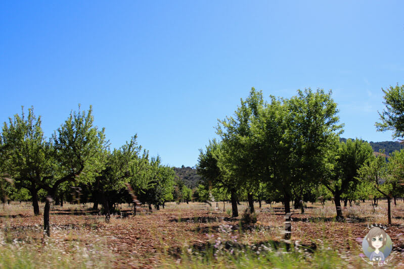 Kleine Bäume in landesinneren von Mallorca