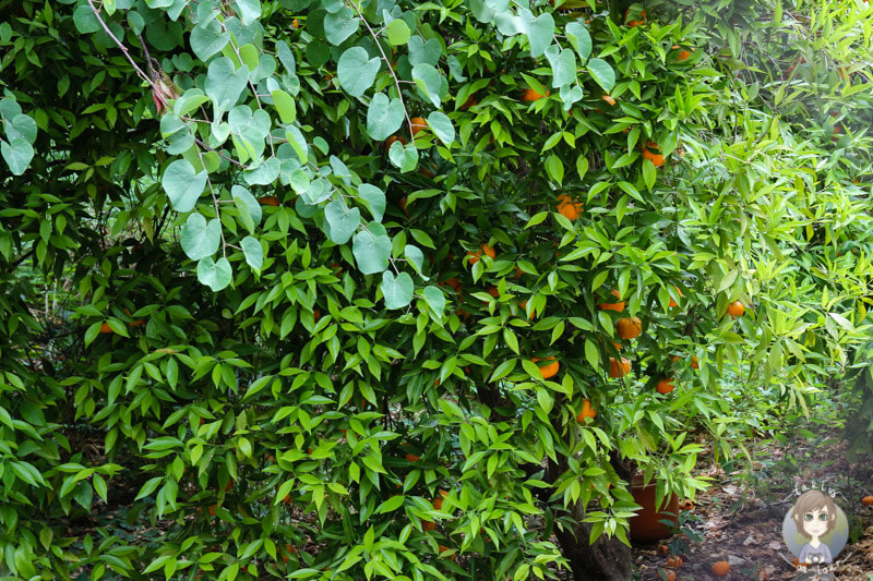 Ein Orangenbaum in Sóller