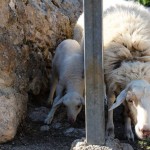 Die Schafe auf dem Berghof vom Es Verger, Mallorca