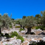 Terrassenförmig angelegte Bäume auf Mallorca