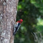 Ein Vogel im Porteau Cove Provincial Park