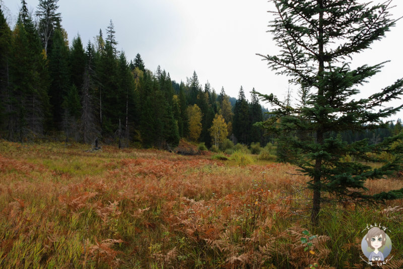 Aussichtspunkt Rays Farm, Wells Gray, British Columbia