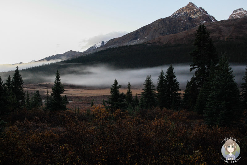 Aussicht vom Wilcox Campground, Icefields Parkway, Kanada