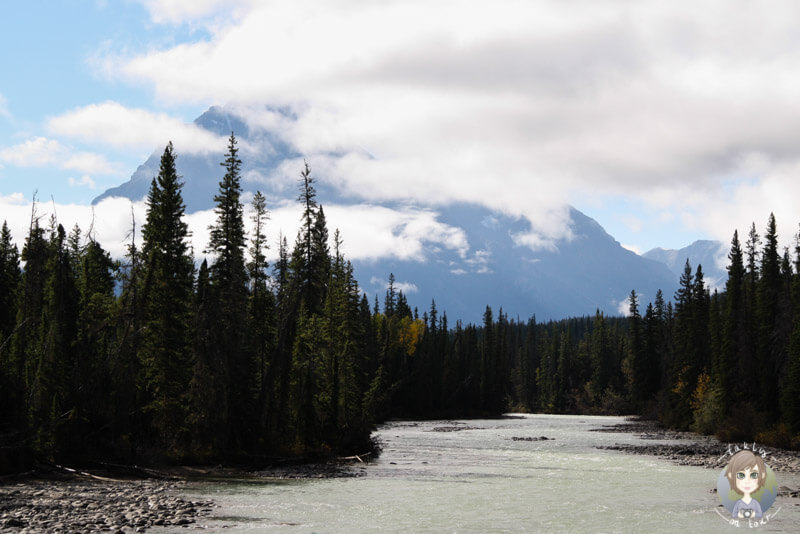 Der Athabasca River fließt entlang des Icefields Parkway, Kanada