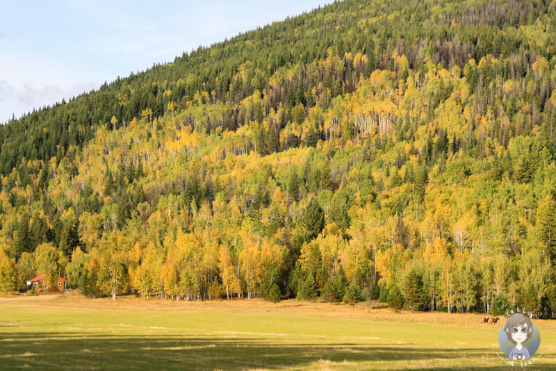 Der Wells Gray Provincial Park im Herbst