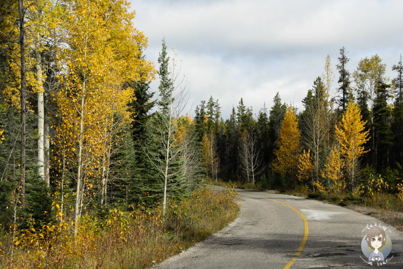 Das alte Teilstück des Icefields Parkway, der Highway93a