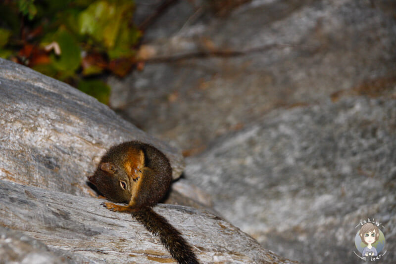 Eichhörnchen am Howe Sound, Kanada