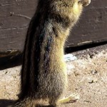 Ein Squirrel am Emerald Lake, Kanada