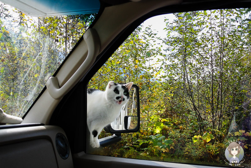 Katze im Welss Gray Provincial Park