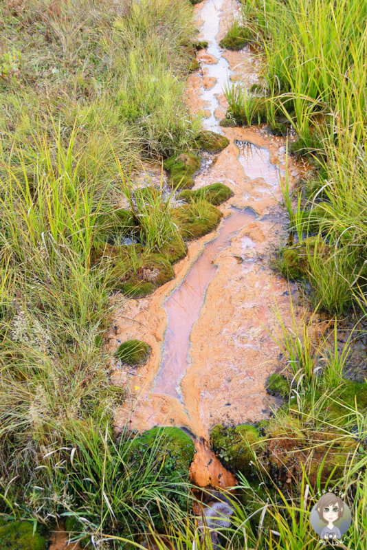 Eine Mineralquelle im Wells Gray Provincial Park, Kanada