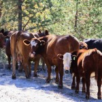 Kühe auf der Princeton-Summerland-Road, BC, Kanada