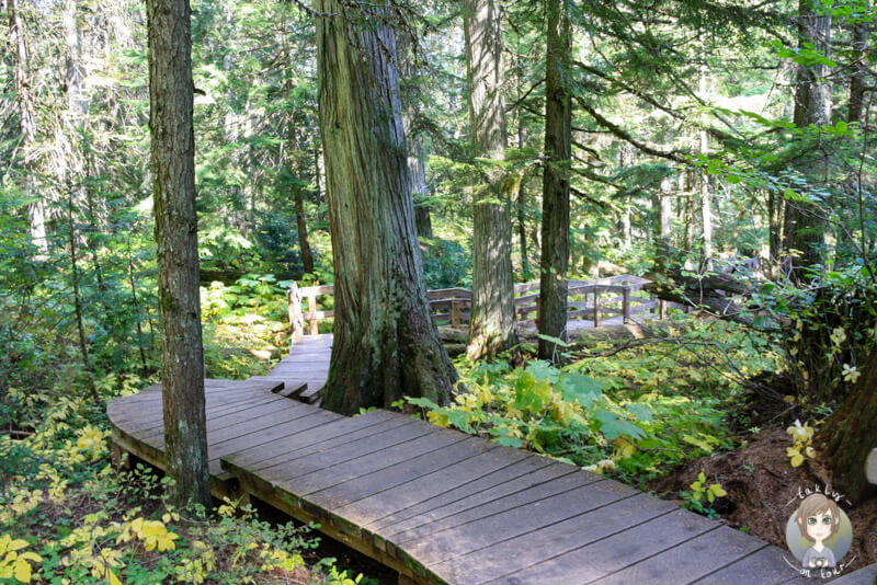 Ein schöner Boardwalk auf dem Giant Cedars Trail, Mount Revelstoke National Park, Kanada