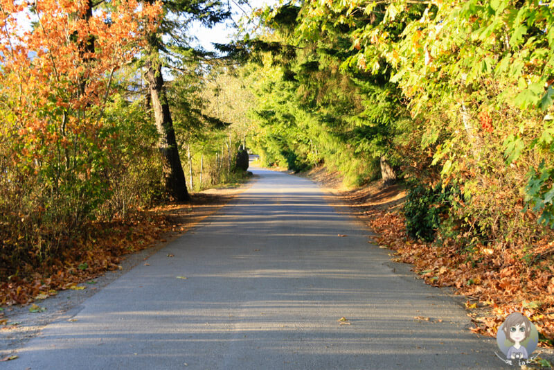 Spaziergang durch den Porteau Cove Provincial Park im Herbst