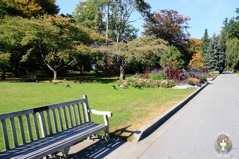 Spaziergang im Stanley Park, Vancouver, BC