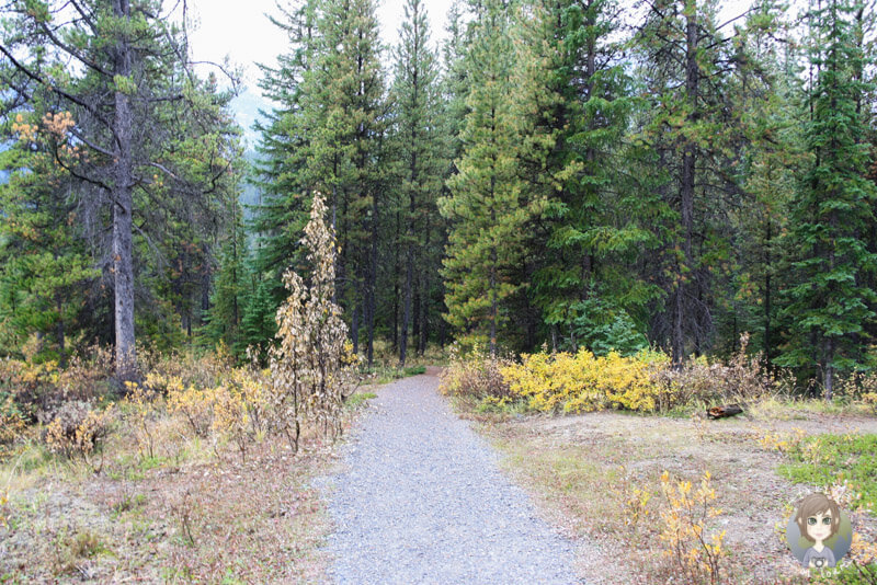 Weg zum Waterfowl Lake, Alberta, Kanada