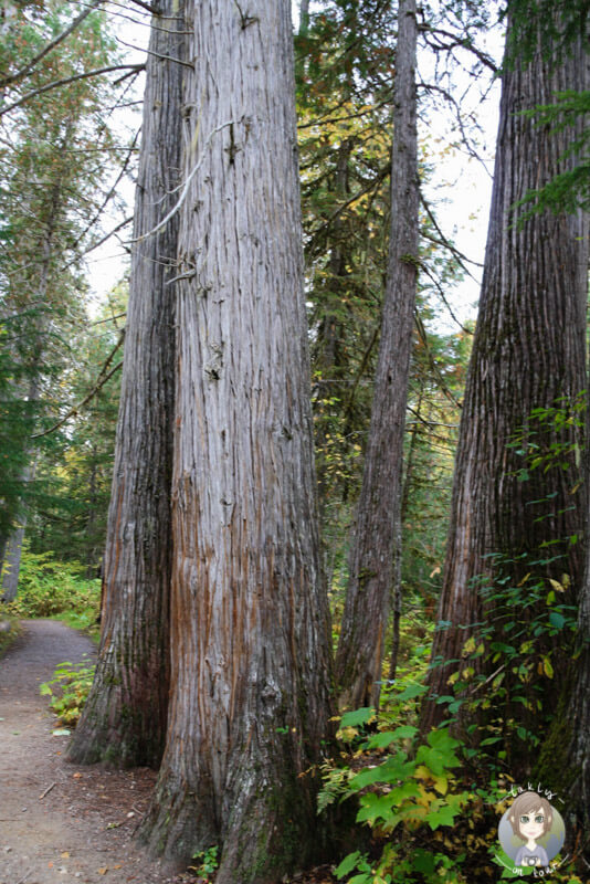 Wanderweg im Wells Gray Provincial Park