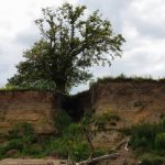 Ein Baum kurz vor dem Fall am Fluss Allier, Frankreich