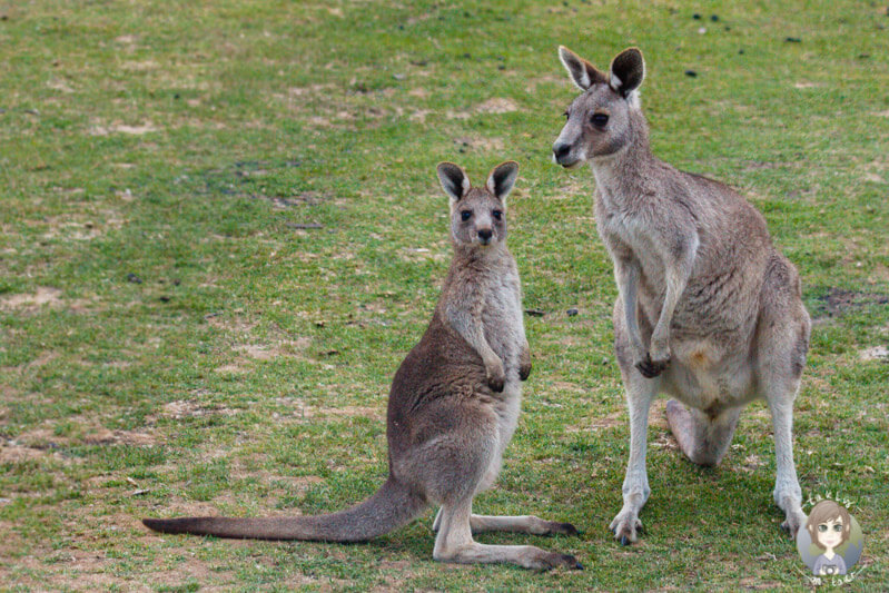 Kängurus nahe der Great Ocean Road, Australien
