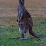 Känguru mit Baby in Australien