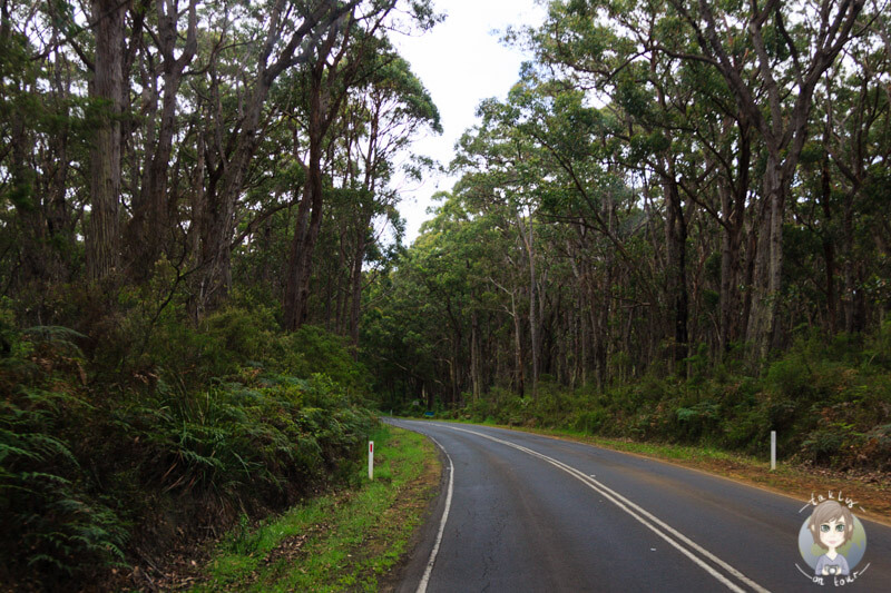 Great Ocean Road im Great Otway National Park