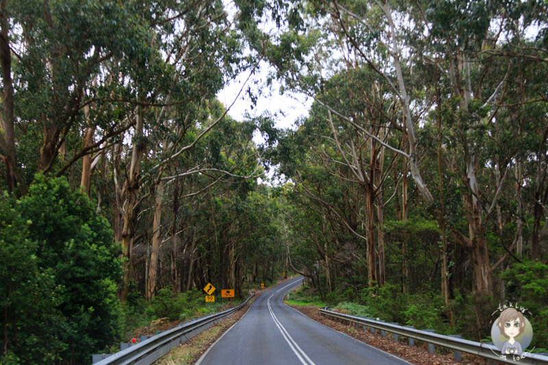 Eukalyptusbäume im Great Otway National Park, Australien