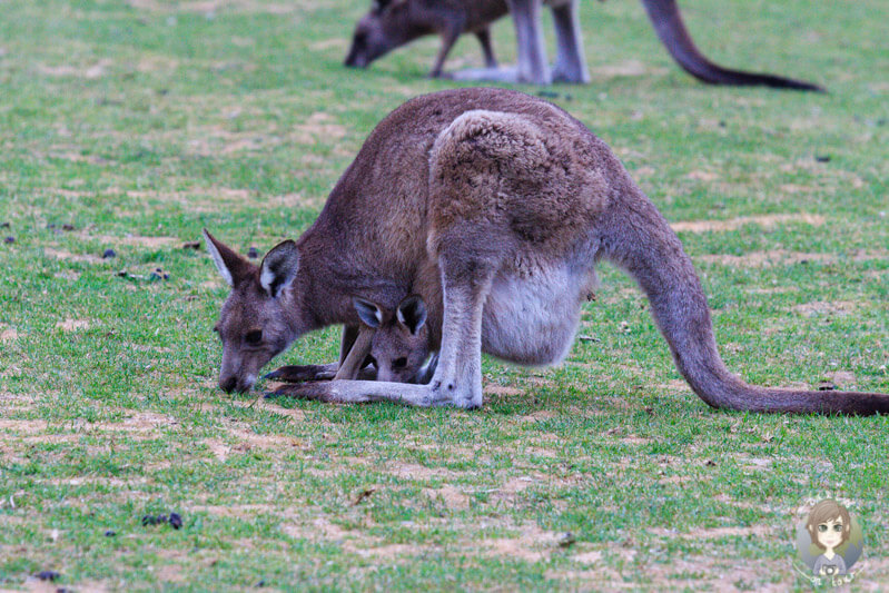 Die Kängurus auf dem Campingplatz in Australien