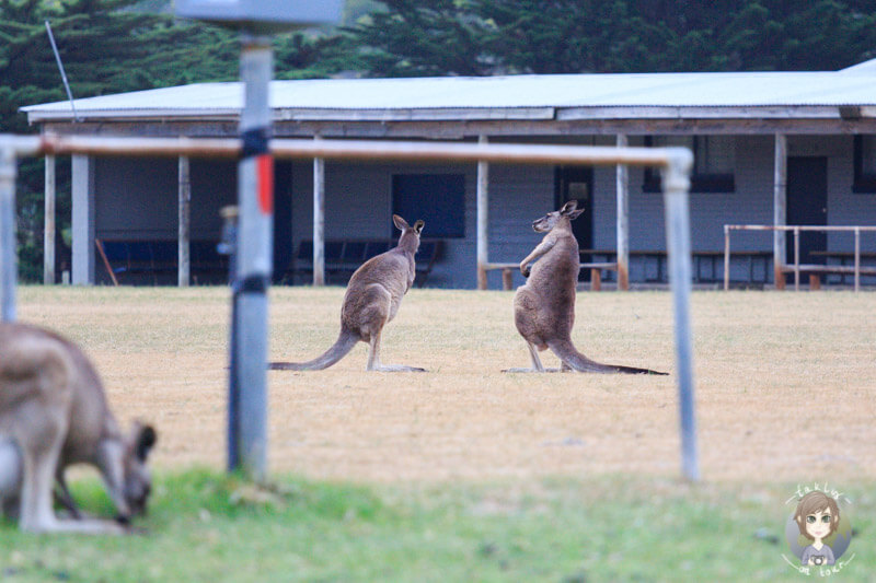 Kämpfende Kängurus in Victoria, Australien