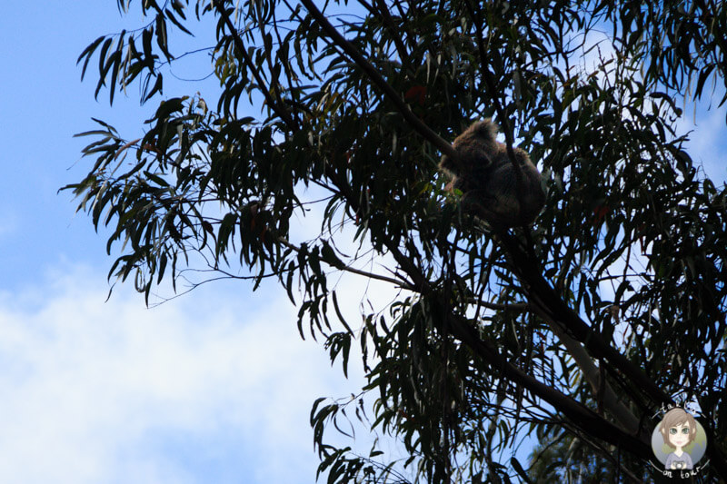 Ein Koalabär im Great Otway National Park, Australien